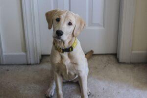 Labrador